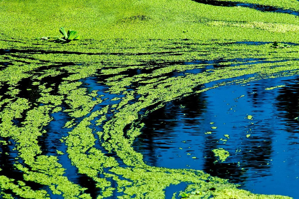 理工大学员工用微藻拯救湖泊