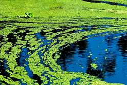 绿色vs蓝绿色：圣彼得堡理工大学在微藻的帮助下拯救湖泊